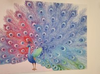 [쇼벨] peacock  - jung hae yeon